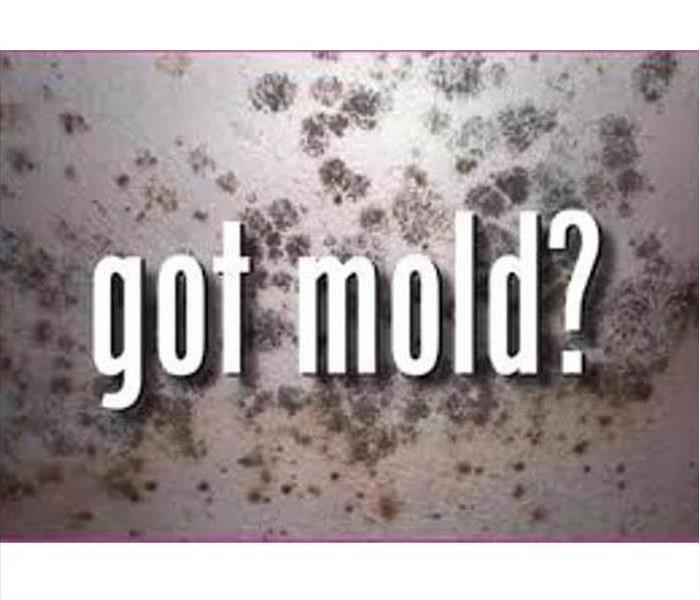 got mold?